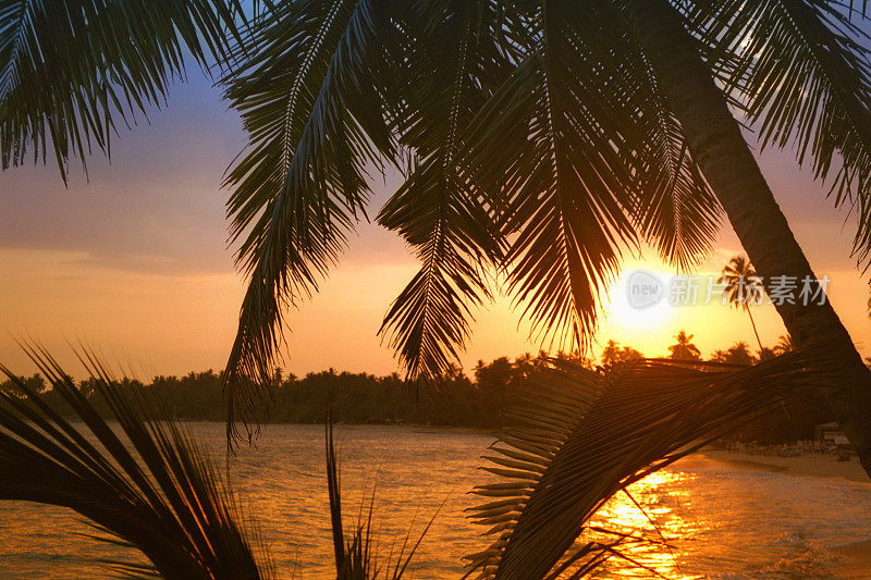 日落棕榈海滩-乌纳瓦图纳/斯里兰卡